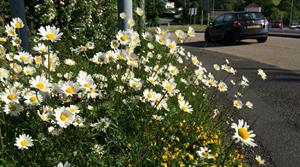 Wildflowers